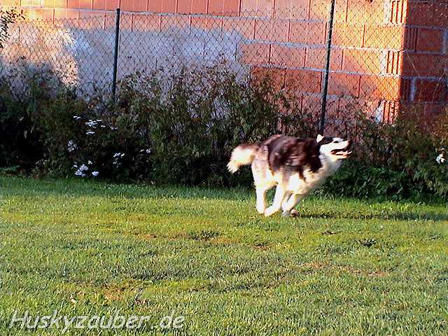 Gosses Bild 6 Galerie 22