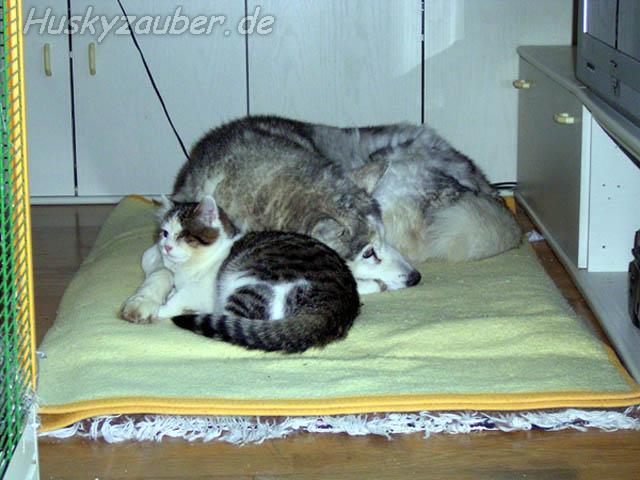 Gosses Bild 7 Galerie 30