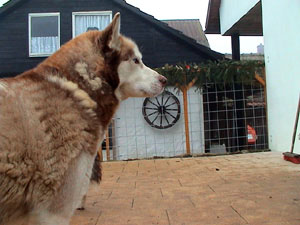 Bild1 Dunkin