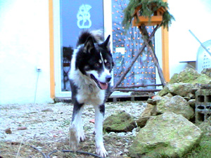 Bild1 Roxi