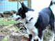 Bild 2 roxi