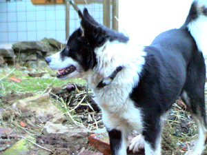 Bild2 Roxi